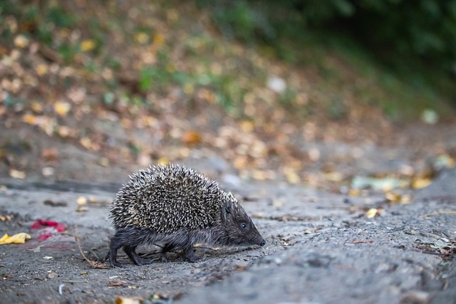 国安通过于 国安通过于