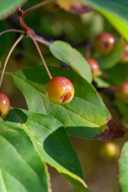 作为中国年 作为中国年