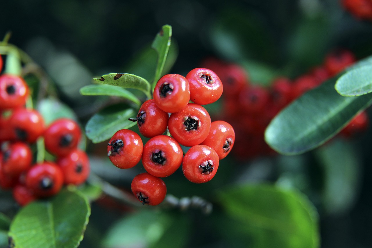 音乐和戏剧 音乐和戏剧